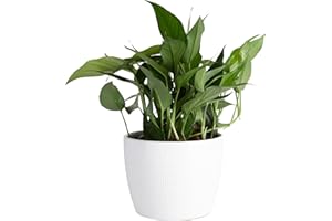 Costa Farms Baltic Blue Live Pothos Plant, Live Indoor Houseplant in Garden Plant Pot, Tabletop Home and Office Room Decor, Trending Tropicals Collection, 1-2 Feet Tall