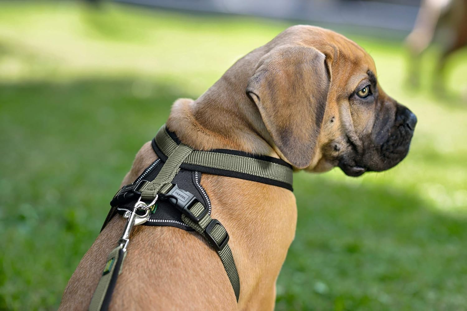 好評 ハンター Hunter ワンちゃん用 ネオプレン ナイロン ドッグハーネス 犬用 胴輪 ペット用 B00nj39nyo グリーン ブラック 60 76cm 60 76cm グリーン ブラック 高い品質 Www Freespinsbutler Com