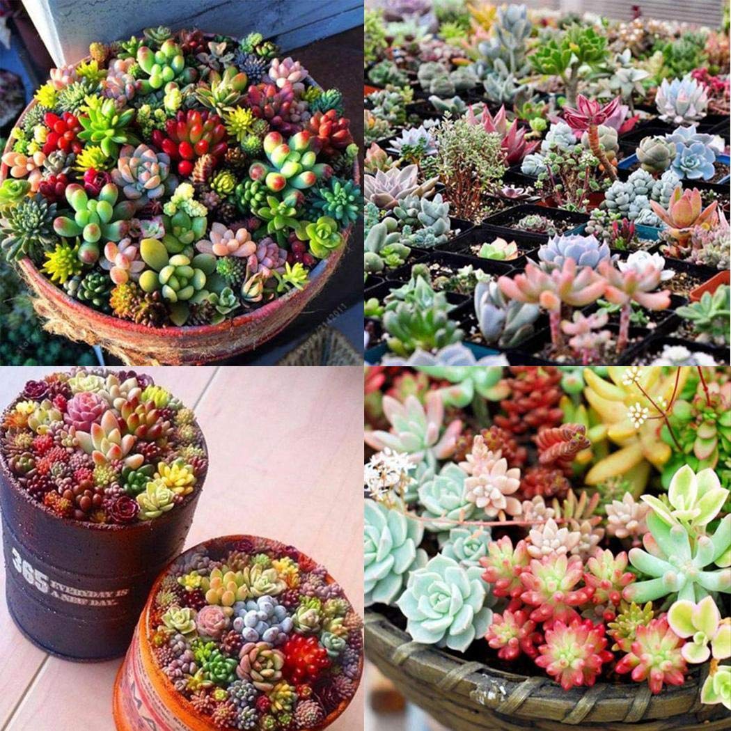 MelysUS 100 Pcs Mixed Succulent Anti-Radiation Fleshy Seeds Potted Flower Cacti & Succulents