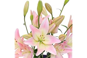 Stargazer Barn - Ballerina Bouquet - Ships farm direct Prime Next Day