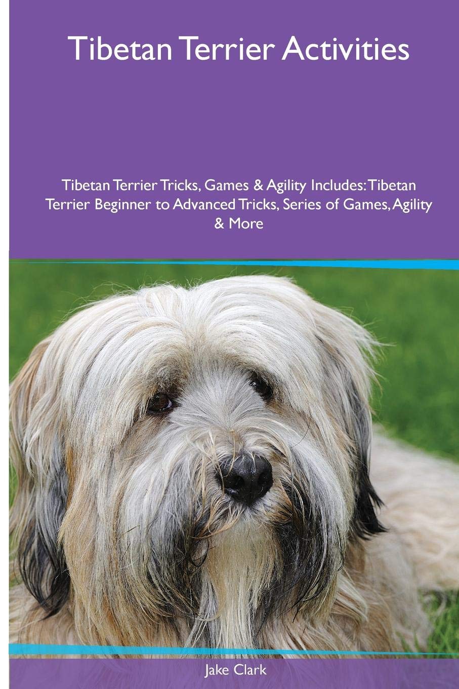 tibetan terrier agility