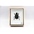 Real Exotic Elephant Dung Beetle Specimen (Heliocopris Dominus) FEMALE - Preserved Taxidermy Insect Bug Collection Framed in a Wooden Box as Pictured