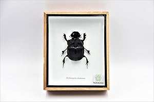 TAXIBUGS Real Exotic Elephant Dung Beetle Specimen (Heliocopris Dominus) FEMALE - Preserved Taxidermy Insect Bug Collection Framed in a Wooden Box as Pictured