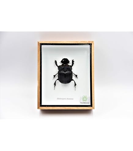 Amazon.com: Real Exotic Elephant Dung Beetle (Heliocopris dominus