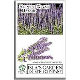 Purple Giant Hyssop Seeds for Planting, Fragrant Herb - 250+ Seeds Per Packet, (Isla's Garden Seeds), Non-GMO &amp; Heirloom, Botanical Name; Agastache scrophulariifolia, Garden Gift