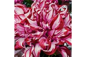 300+ Red-Edged Hosta Seeds Bulk Pack | Perennial Shade-Tolerant Ground Cover | Colorful Foliage for Garden Borders & Containe