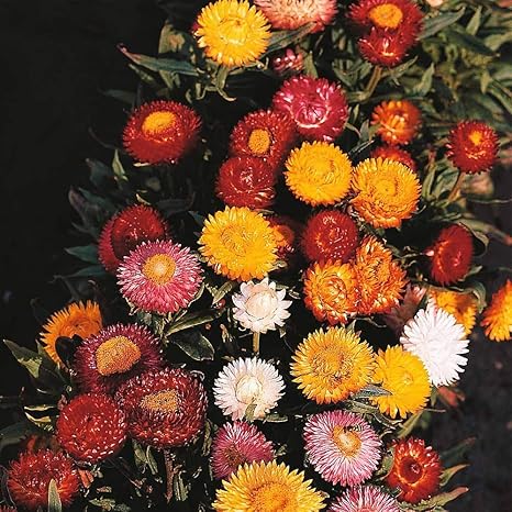Helichrysum Bright Bikini Mixed Annual Dwarf Strawflower Seeds 200 Seeds By Thompson And Morgan Amazon Co Uk Garden Outdoors
