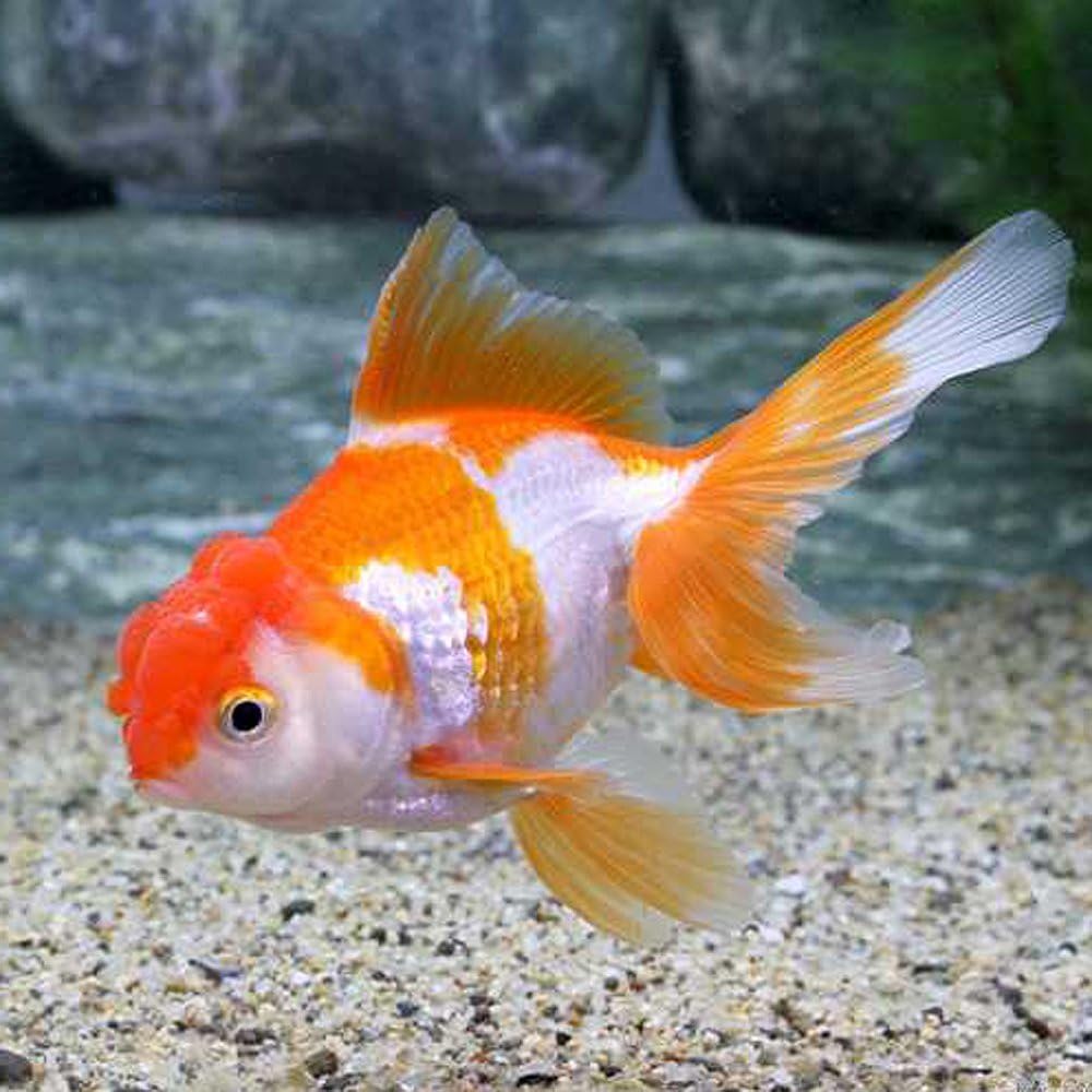 Amazon 生体 国産 更紗オランダ獅子頭 弥富産 6cm前後 1匹 Emuwai Emuwai 観賞魚 水中生物 通販