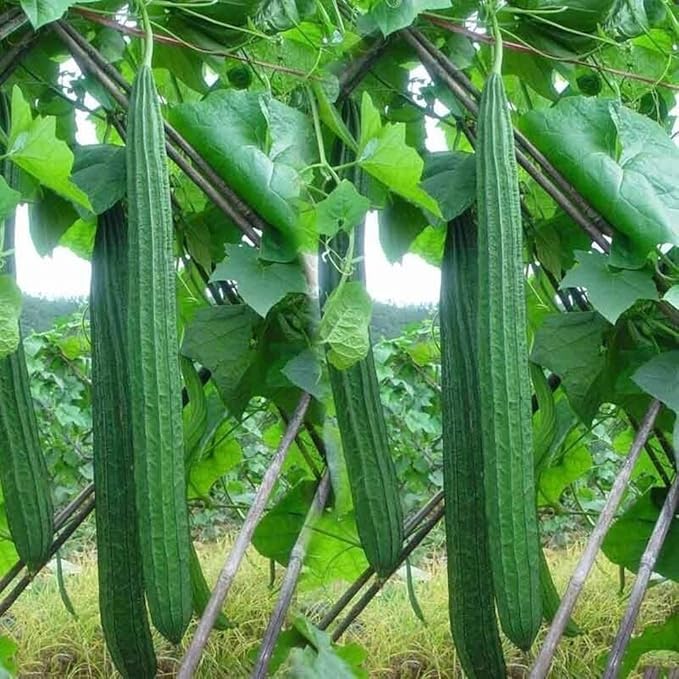 Luffa Gourd Seeds 23+ (Luffa Aegyptiaca) Easy to Grow Loofah Herb