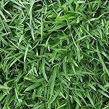 Empire Zoysia Grass Seeds Zoysia Empire Grass Seeds