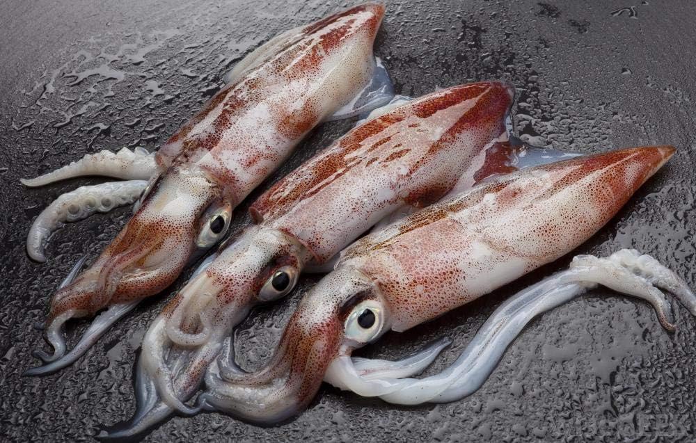 searigs Sea Fishing - Extract Bait Oil Black Lugworm, Crab, Mackerel and Bluey, Squid and Cuttlefish, Prawn and Crab, Rag worm, Sea Fishing Bait for Cod, Bass, Sole, Ray and Conger (Squid)