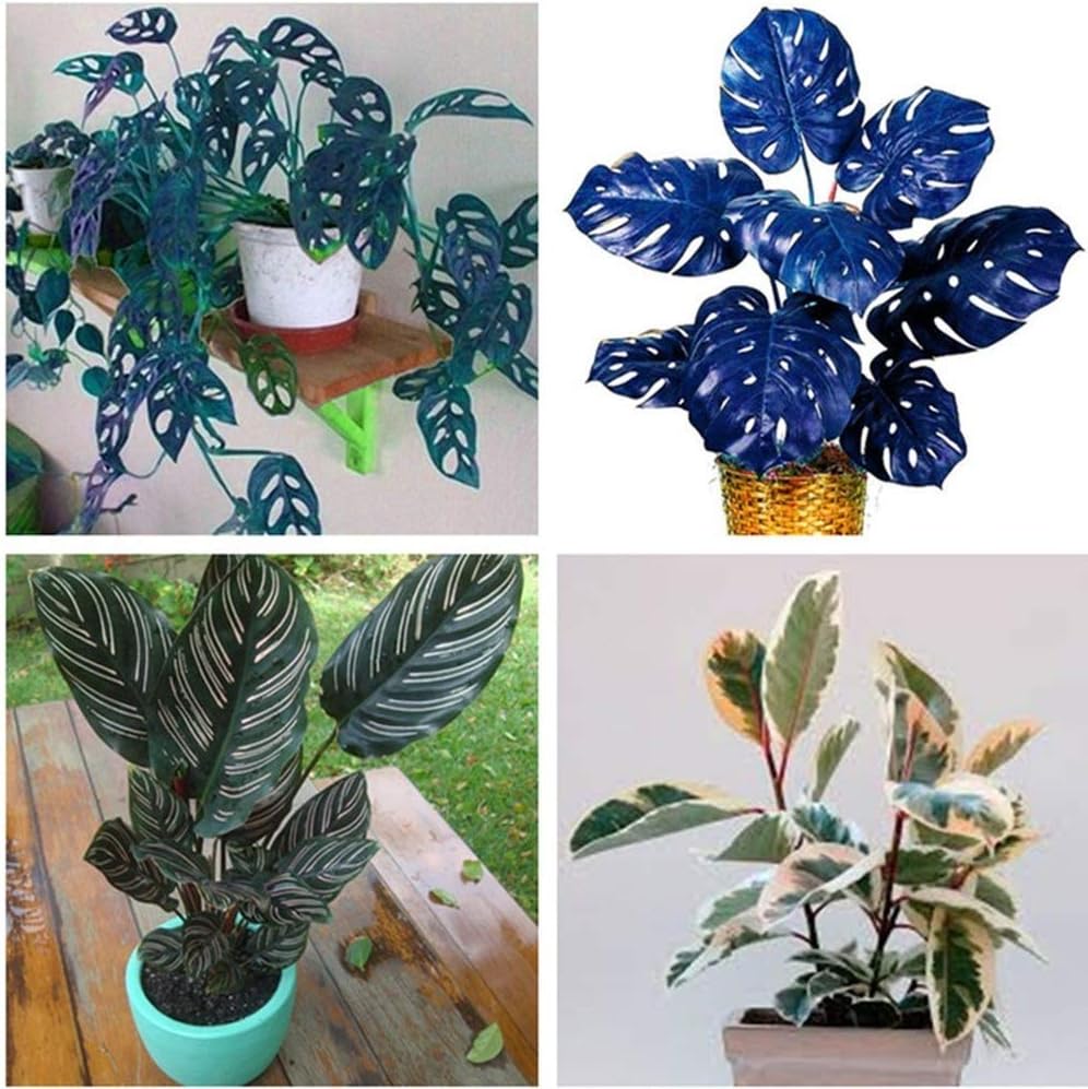 100 Pcs/Bag Colorful Palm Turtle Leaves Seeds Bonsai Indoor Monstera Seed Potted Plant Tree Mixed Home Monstera Deliciosa Garden Seeds Perennial Foliage Flower Plants (Mixed)