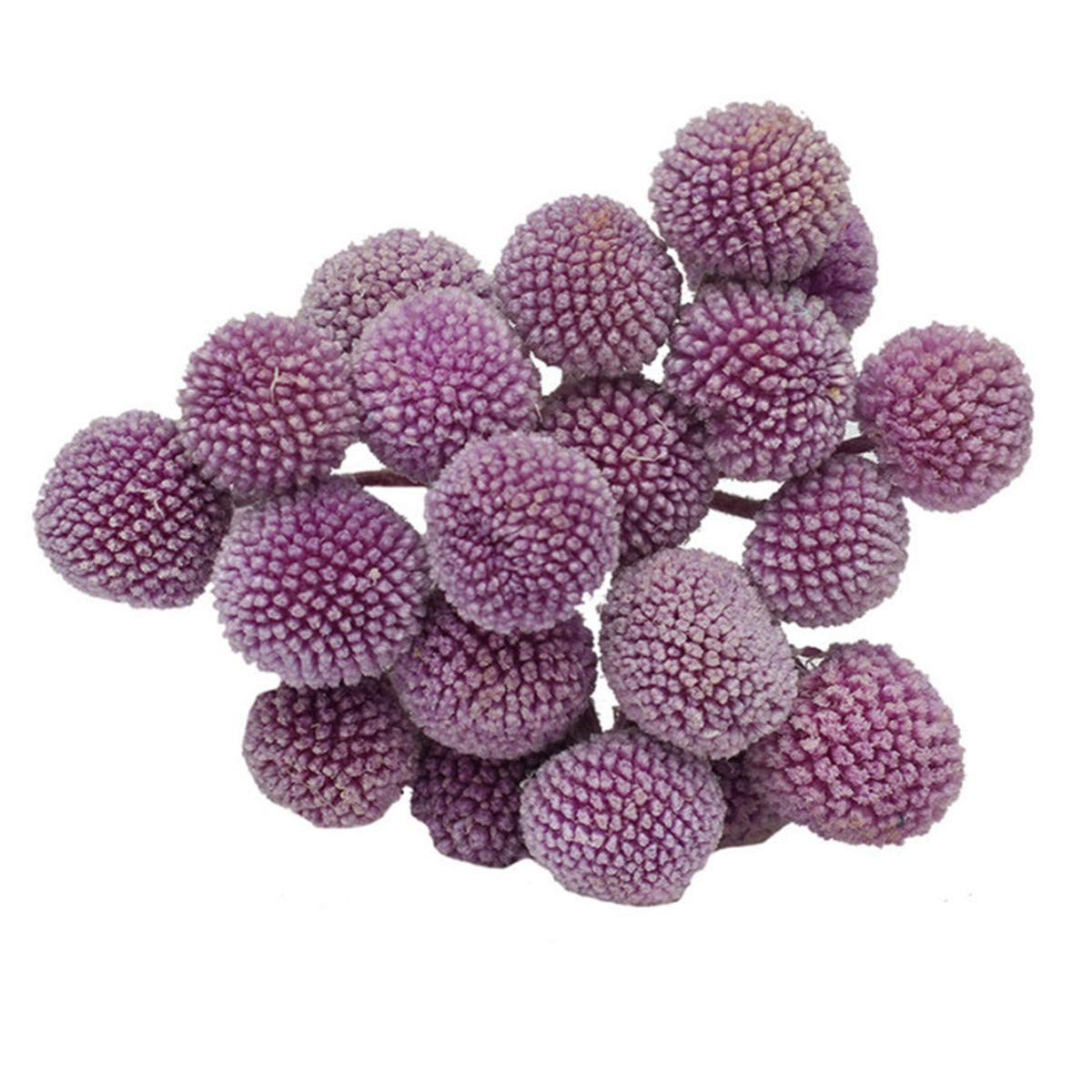 INVISIKAYAK Craspedia globosa Material Flower Immortal Eternal Flowers Gift (violet, 40pcs)