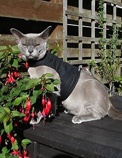 kitty holster amazon