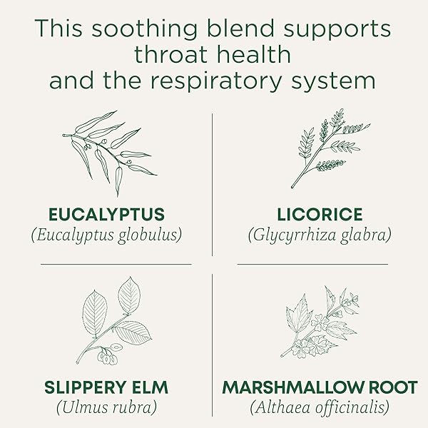 TRADITIONAL MEDICINALS TEA, ORGANIC THROAT COAT EUCALYPTUS, THROAT AND RESPIRATORY SUPPORT, 16 TEA BAGS