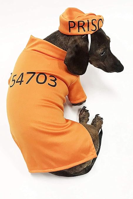 dachshund costumes amazon