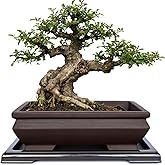 MUZHI Unglazed Ceramic Bonsai Pot with Drainage Tray, Rectangle Vintage Brown Bonsai Planter with 4 Raised Feet for Juniper Maple, Succulent Planter Pot with Drip Tray (Elegant Rectangle)