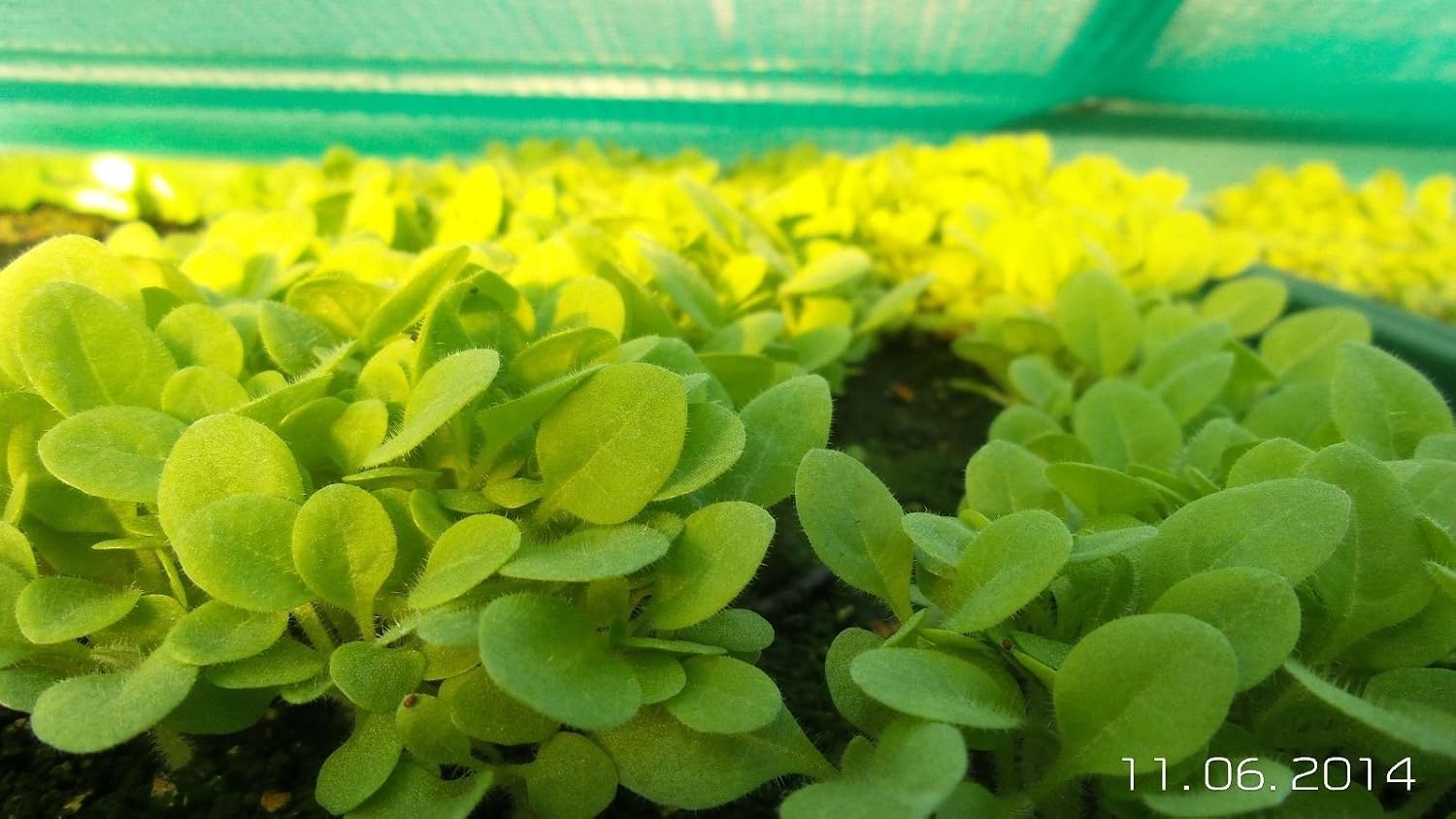 Semillas de tabaco Virginia rubio 500 semillas Nicotiana tabacum ...