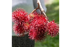 Rambutan Fruit Seeds, Nephelium lappaceum Fruit Seeds for The Garden, Exotic Plants Fruit Trees, Garden Plants Seeds and Frui