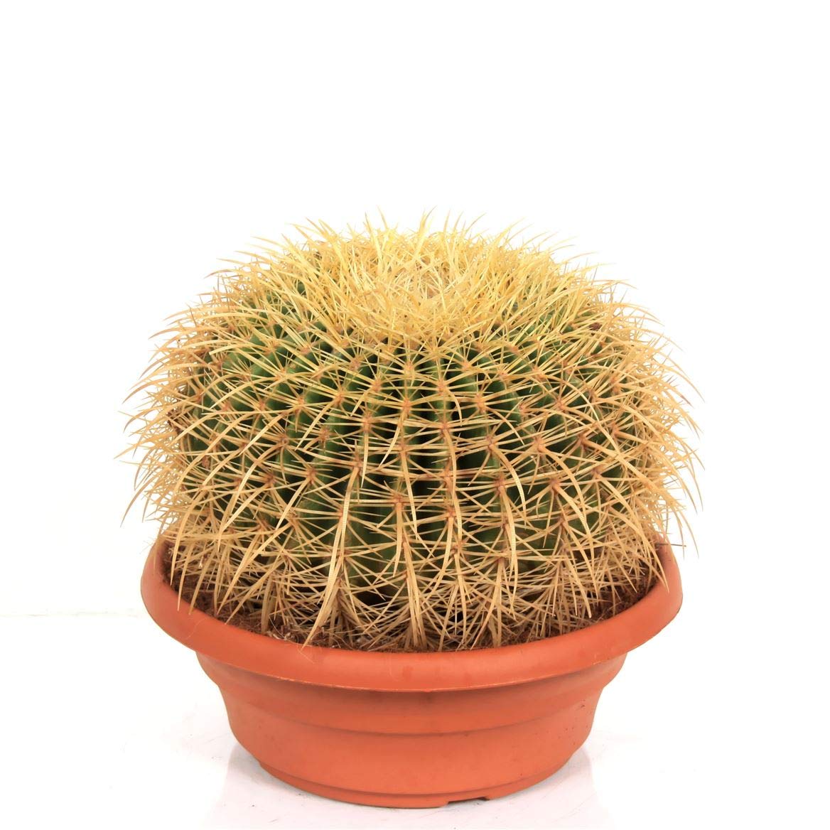 Mother in Law’s Cushion - Extra Large - Globe shape Cactus - Spiky Exotic Cactus - Makes an ideal collectors set - Golden Barrel Cactus with Yellowish Spines - Very easy care Cactus - Perfect for conservatories, Greenhouses and Sunny windowsills - Echinocactus Grusonii (1, Large)