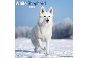 White Shepherd Calendar 2025 | Square Dog Breed Wall Calendar - 16 Month