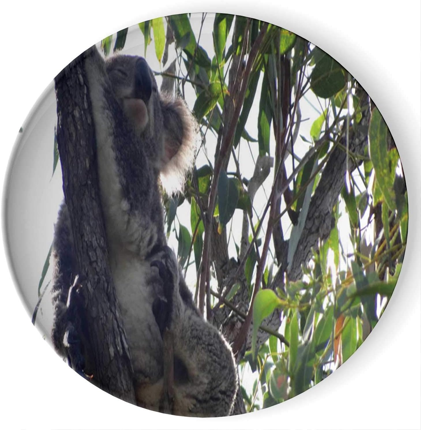 Amazon Com C Coaballa Wild Koala Bear In An Eucalyptus Tree Art