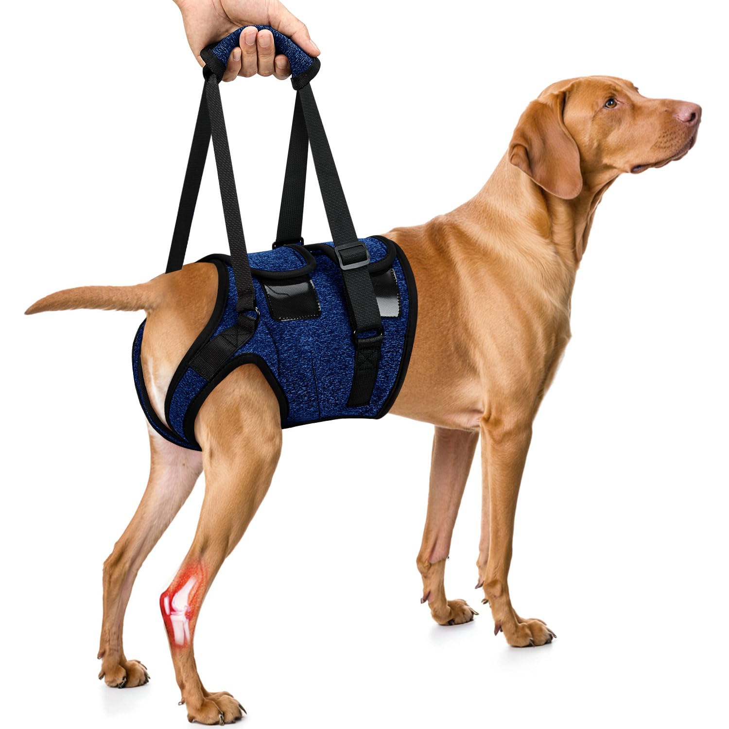 Photo 1 of SlowTon Dog Lift Harness - Adjustable Dog Sling for Medium Large Dogs, Hind Leg Support to Help Rehabilitate, Soft Padded Dog Support Harness for Elderly, Injured, Arthritic, Disabled Dogs(BL,XL)
