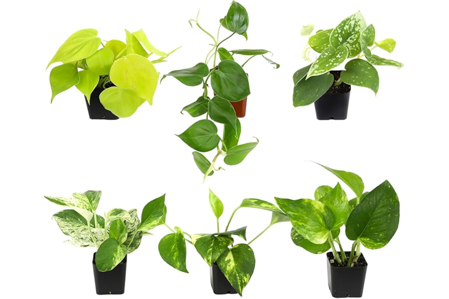 Best Plentiful Pothos & Philodendron - Top Picks for 2026