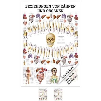 Ruediger Anatomie Mipo75lam Beziehungen Von Organen Und Zahnen