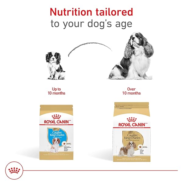 ROYAL CANIN BREED HEALTH NUTRITION CAVALIER KING CHARLES SPANIEL PUPPY DRY DOG FOOD, 3 LB BAG