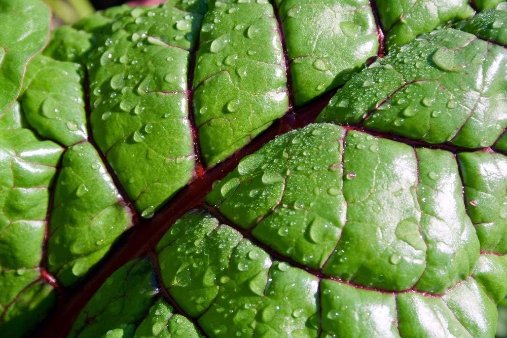 SAFLAX - Garden to Go - Ecológico - Acelga blanca (betabel) - 50 ...