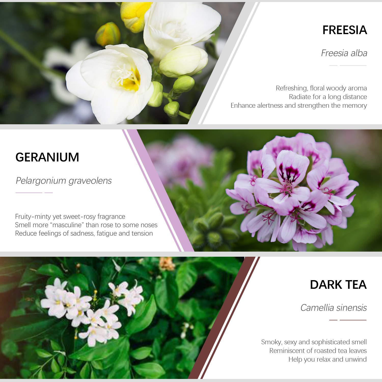 Essential Oils Set, ESSLUX Floral Collection with Rose, Neroli, Geranium, Freesia, Plum Blossom, Dark Tea Essential Oils, Perfect for Diffuser, Home Fragrance & Massage, 6x10 ML: Beauty