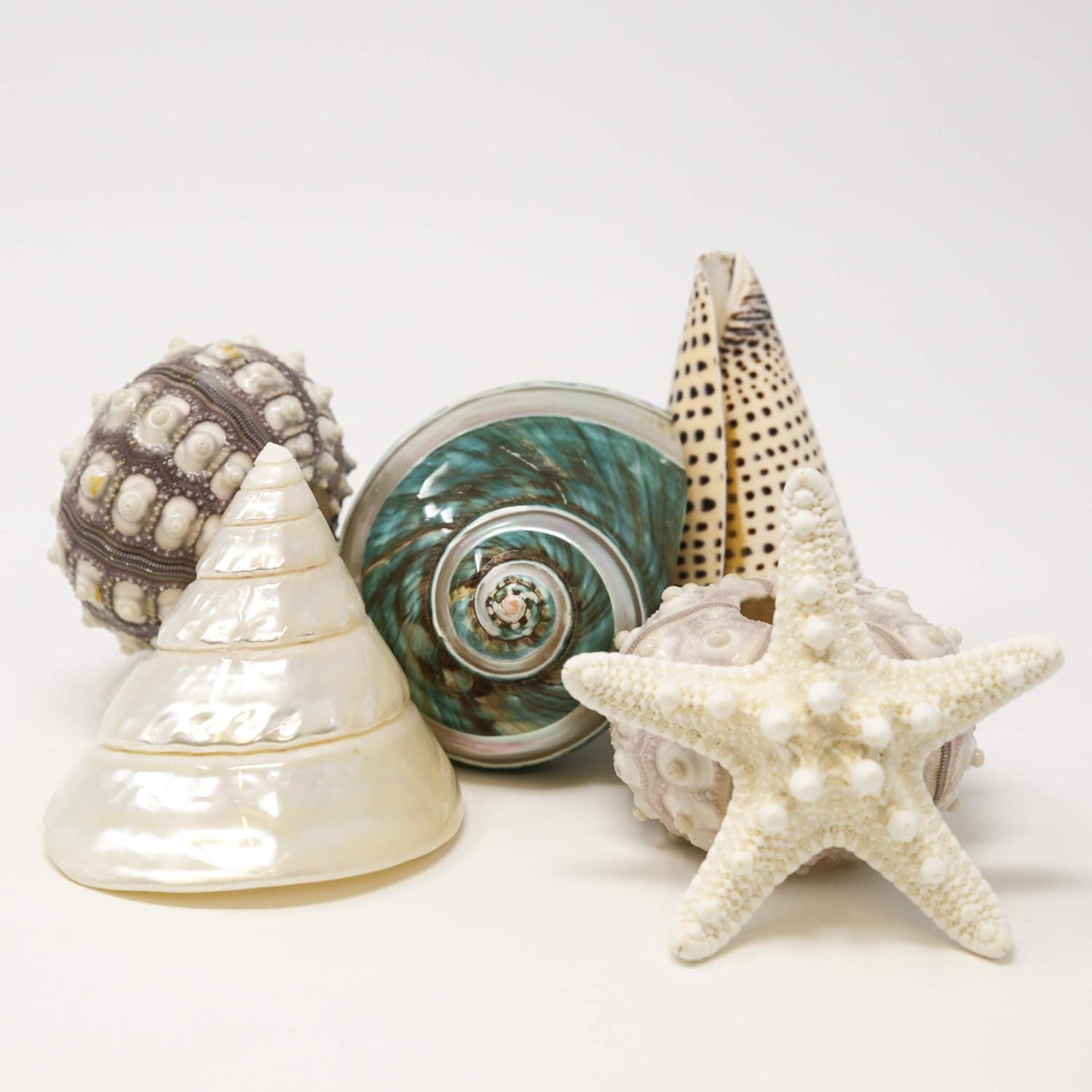 Amazon Com Fancy Sea Shell Set 3 Unique Sea Shells 2 Sputnik