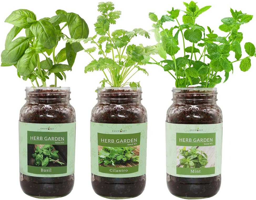 Environet Herb Gift Set, Mason Jar Herb Garden Starter Kit Indoor, Includes 3 Mason Jar, 9 Coco Coir Planting Wafers and 3 Kinds of Heirloom Seeds(Basil, Cilantro, Mint)
