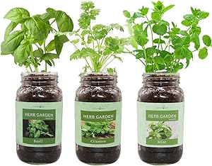 Environet Herb Gift Set, Mason Jar Herb Garden Starter Kit Indoor, Includes 3 Mason Jar, 9 Coco Coir Planting Wafers and 3 Kinds of Heirloom Seeds(Basil, Cilantro, Mint)
