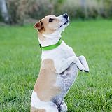 Joytale Reflective Dog Collar Neon Green Soft Neoprene Padded Nylon S to XL view 7