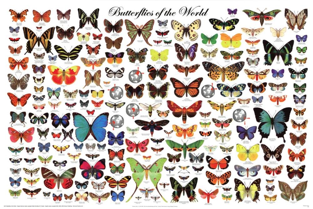 Get Amazon Com Laminated Beautiful Butterflies Of The World Poster Desktop Wallpaper Free Wallpaper Amazon Com Laminated Beautiful Butterflies Of The World Poster For Android
