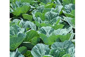 AXEL'S GARDEN SEEDS Collard Green Seeds for Planting - Plant & Grow Georgia Southern Collards - Full Planting Instructions to Plant a Home Outdoor Vegetable Garden - Great Gardening Gift, 1 Packet