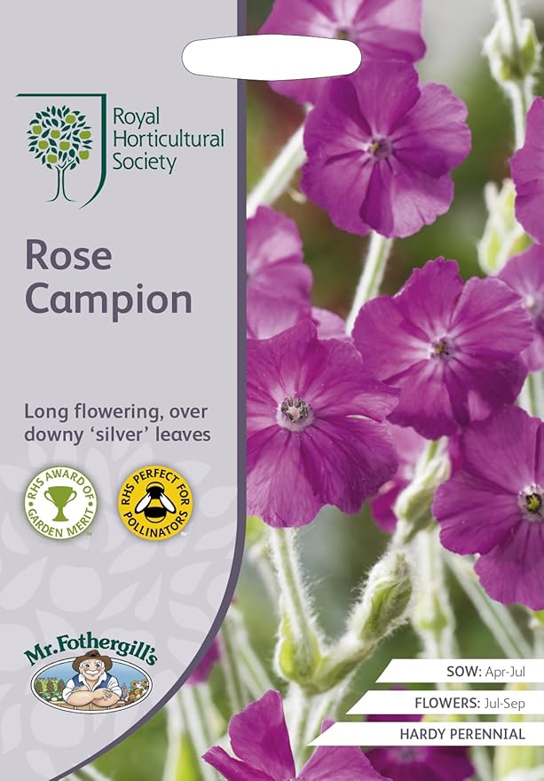 RHS ROSE Campion Seeds (1) Amazon.co.uk Garden & Outdoors
