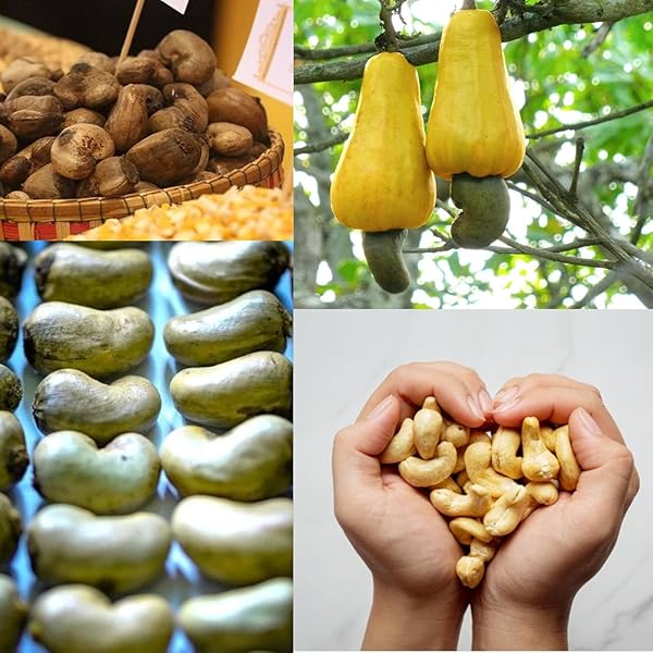 AROKIA RAW WHOLE CASHEW NUTS (7OZ) LARGE WHITE UNSALTED UNROASTED CASHEW NUTS – VEGAN UNROASTED HIGH PROTEIN SNACKS PERFECT FOR HIKING AND ROAD TRIPS, SNACKS FOR LUNCH AND SCHOOL