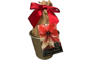 DAYLILY NURSERY Tin Charisma Amaryllis Holiday Gift Growing Kit, Deluxe Edition. Includes a Rustic Tin Pot, a Large Charisma Bulb in a Burlap Bag with a Red Ribbon and Growing Medium
