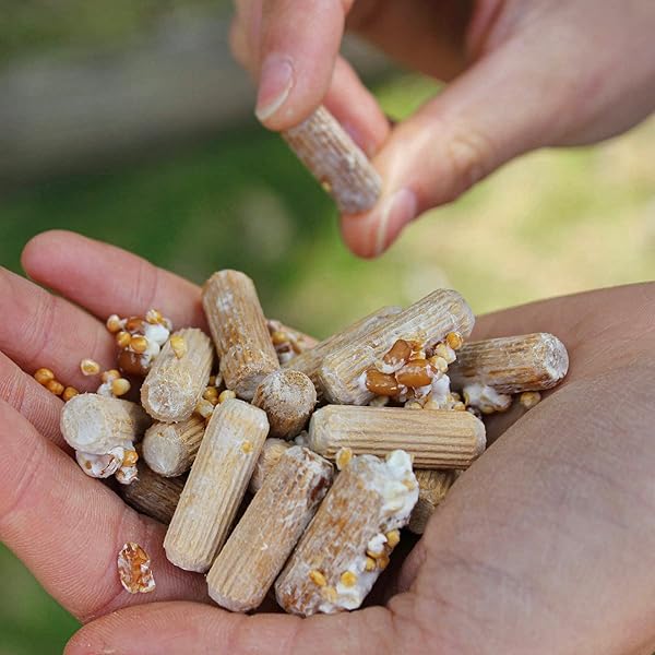 NORTH SPORE ORGANIC SNOW OYSTER (100 CT) MUSHROOM PLUGS FOR LOGS | PREMIUM QUALITY MUSHROOM PLUG SPAWN | HANDMADE IN MAINE, USA | GROW GOURMET MUSHROOMS OUTDOORS ON LOGS