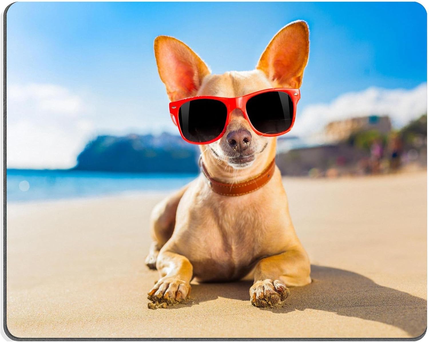 chihuahua wearing sunglasses