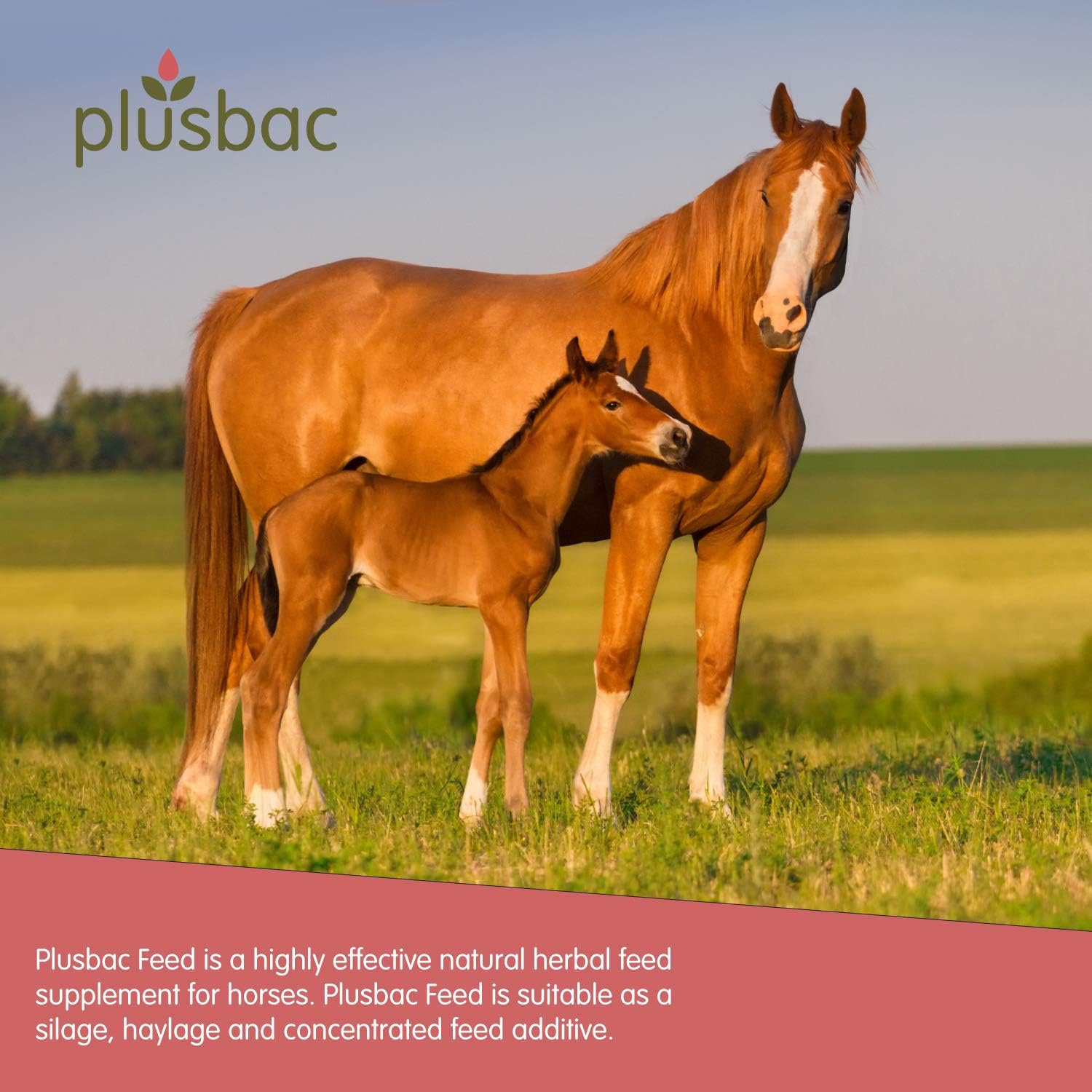 Plusbac Feed 1 Litre, Fermented Herb Feed Supplement - for Horses All Pets, Cats, Dogs, Chickens, Pigs, Cows, Poultry and Fish - Image 3