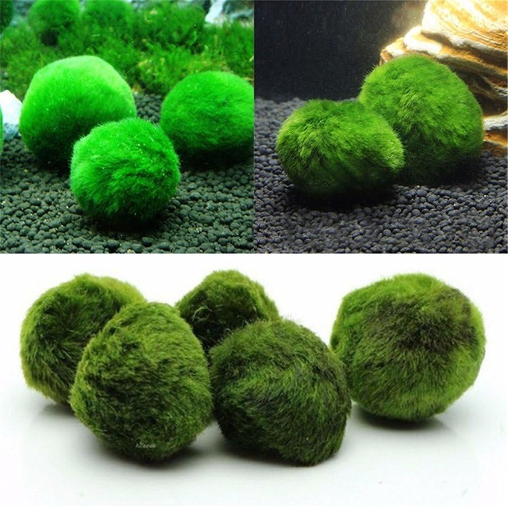 Marimo Moss Ball, Dayoly Live Aquarium Aquatic Plant for Fish/Shrimp Tank for Discus Betta Decor Ornament Crystal Algae aegagropila. Suitable for Coral Reef brackish Water Aquarium/Terrarium (5)
