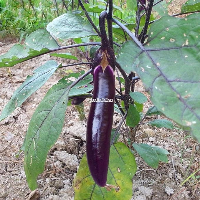 Portal Cool 50pcs Cultivar un huerto casero deliciosas Verduras ...