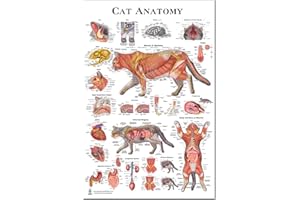 BLUE TREE PUBLISHING Cat Anatomy Poster Veterinary Anatomy, Anatomy & Veterinary Physiology Feline Poster 24 x 36 - for Vet Nurses and Students