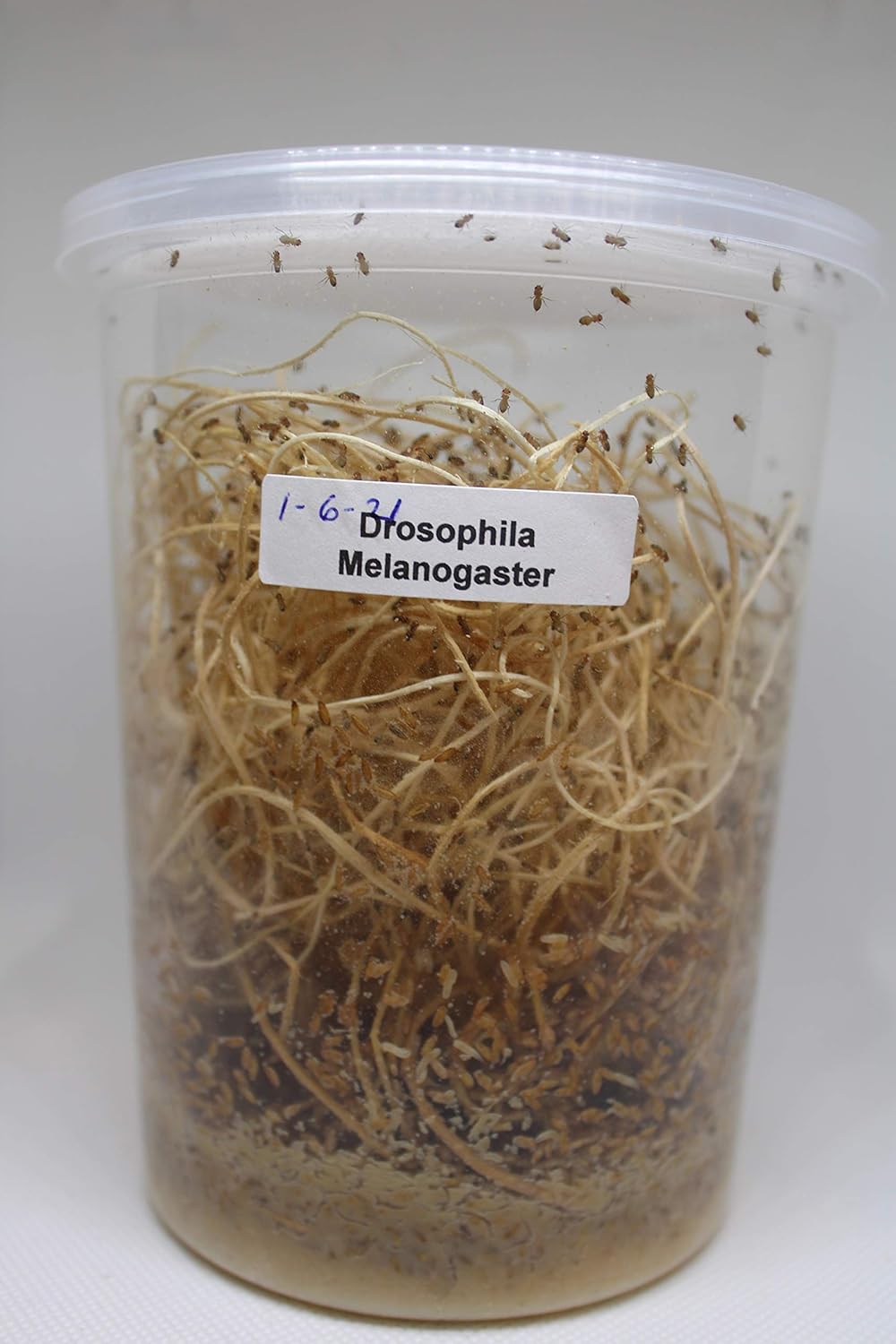 Fresh Fruit Fly Culture (Drosophila Melanogaster) - Praying Mantis Mantid Frog Lizard Food - 32oz Cup