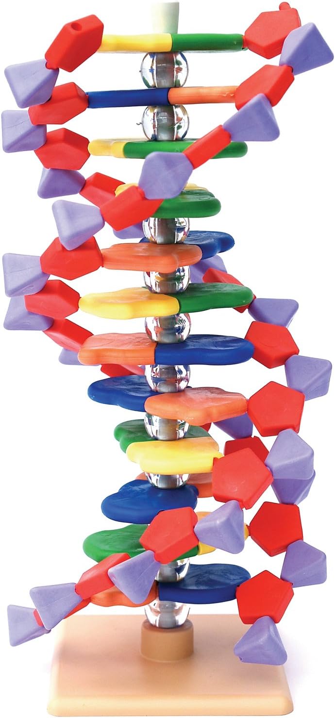 Edvotek 1511 DNA Model 12 Layer Kit