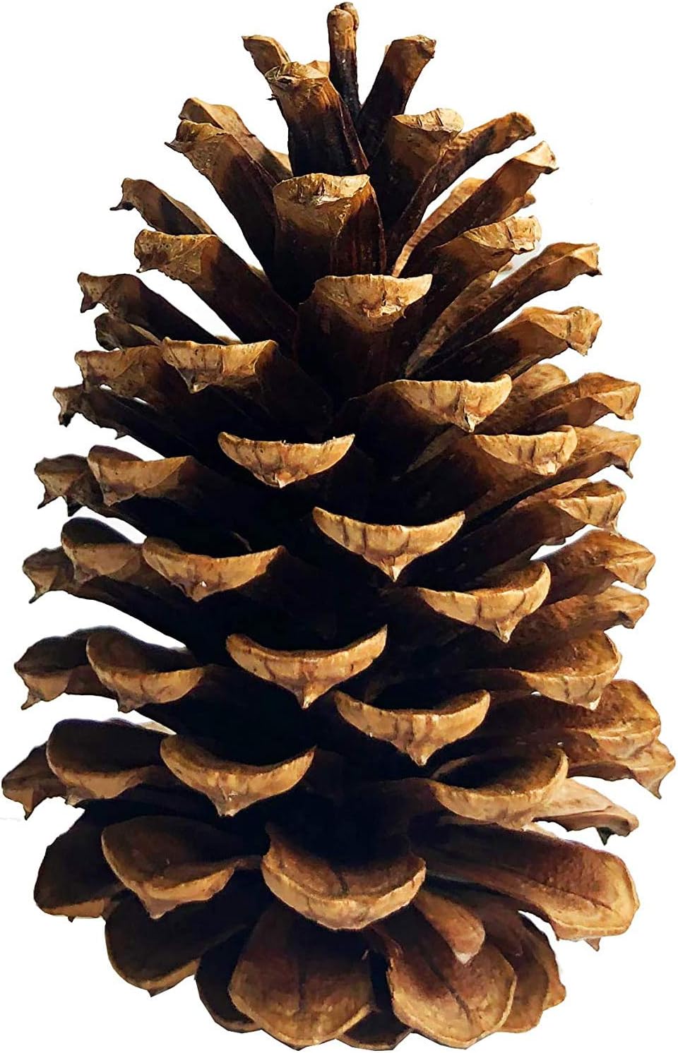 Vase Fillers - DKKRRNT PineCones Tall Bulk Package All Natural,Real Preserved Pine Cones Big Pinecones and Perfect Natural Pine Cones for Christmas Hanging Ornaments Bowl Vase Fillers (4.3-5.9 in(12pcs))